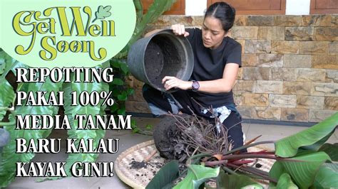 Ep 3 REPOTTING PAKAI 100 MEDIA TANAM BARU KALAU KAYAK GINI YouTube