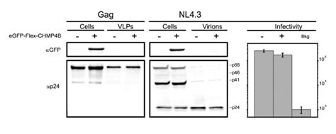 Figure S4 Release Of HIV Gag VLPS Or Full HIV Virions With NL4 3