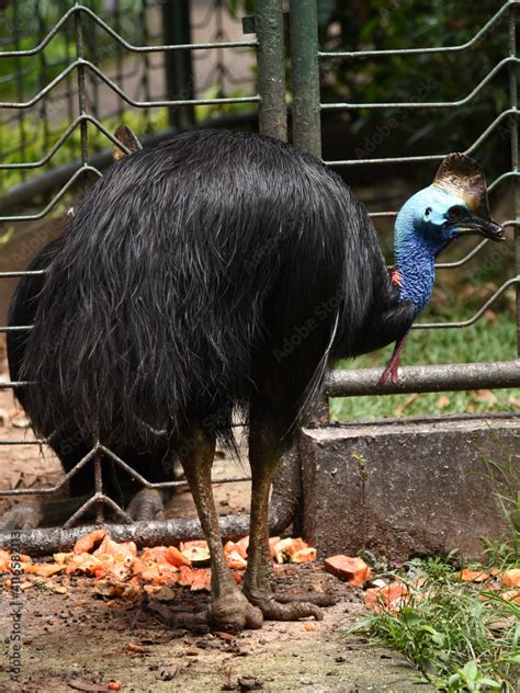 The Southern Cassowary Casuarius Casuarius Also Known As Double Wattled Cassowary Or Two