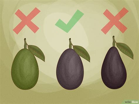 Come Coltivare Una Pianta Di Avocado In Casa