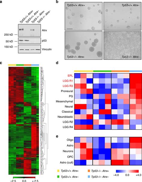 Atrx Deficiency Alters The Morphology And Gene Expression Profiles Of