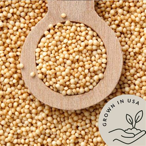 Amaranth Grain Organic Non Gmo Amaranto Bulk Ancient Whole Grain See