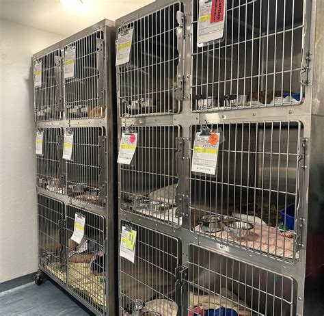 Tucsons Hermitage No Kill Cat Shelter Provides Unique And Specialized