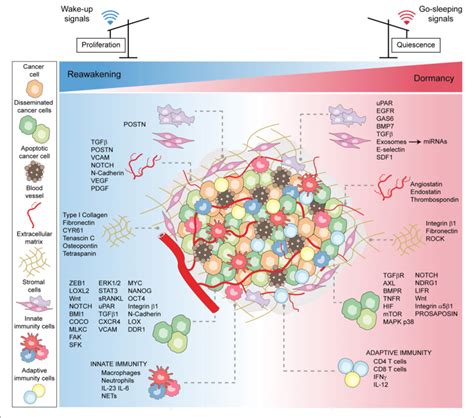 Microenvironmental Patterns Tuning Cancer Dormancy Reawakening And Download Scientific