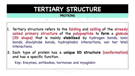 10.-levels-of-protein-structure-protein.005-1 – The Theoretical Doctor