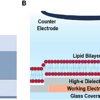 Electrically And Optically Addressable Solid Supported Lipid Bilayer