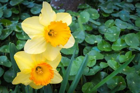 Growing Camellia Daffodils Cosmos • The Wannabe Naturalist