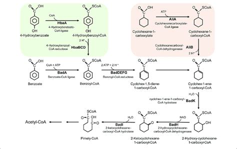 The Metabolic Pathway For Degradation Of Benzoate Hydroxybenzoate