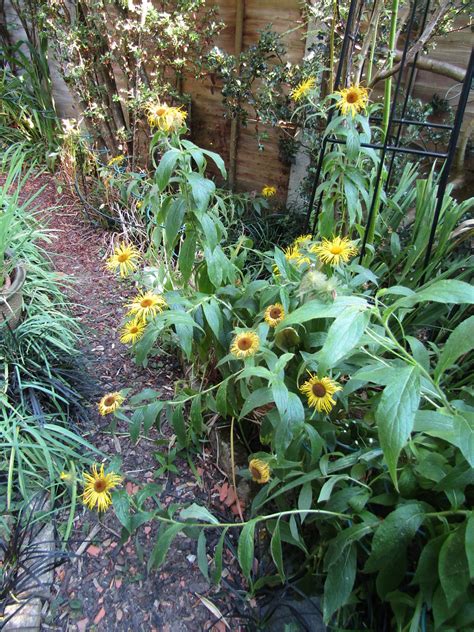 Inula My Garden Leonora Ellie Enking Flickr