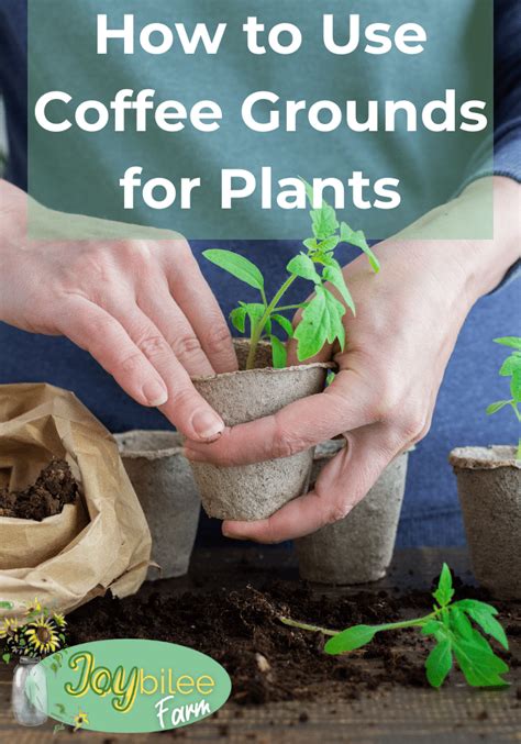 How To Use Coffee Grounds For Plants Coffee Grounds For Plants