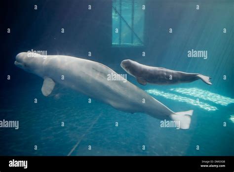 Shedd Aquarium Beluga Whales