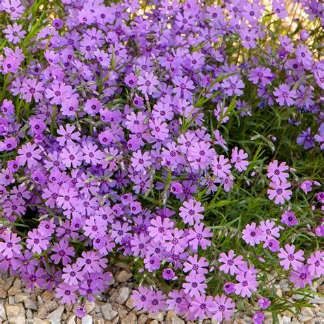 Purple Beauty Creeping Phlox High Country Gardens