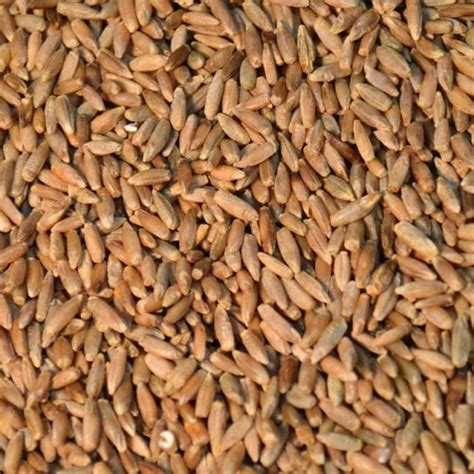 Rye Seeds Manufacturer in Rajkot Gujarat India by Rudra Enterprise | ID - 5577514