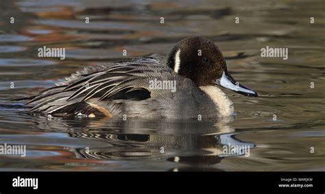 Northern Pintail Anas Acuta Swimming In Pond Winter Stock Photo Alamy