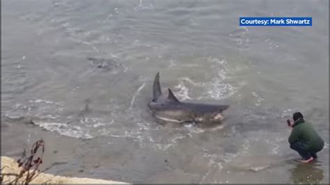 Video Good Samaritans Attempt To Help Great White Shark In Santa Cruz