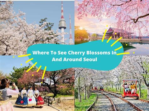 cherry blossoms    seoul  kkday blog