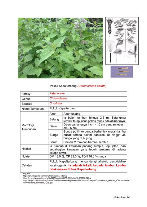 Rumpai Di Bawah Kelapa Sawit Pdf