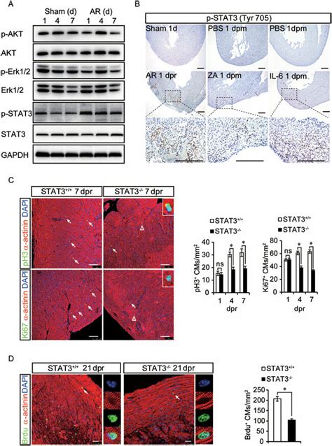 Stat Plays A Key Role In The Regenerative Response In The Neonatal