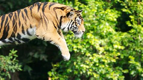 Slow-mo video captures tiger's incredible vertical leap - ABC7 Chicago