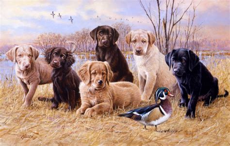 Labrador Retriever Colors