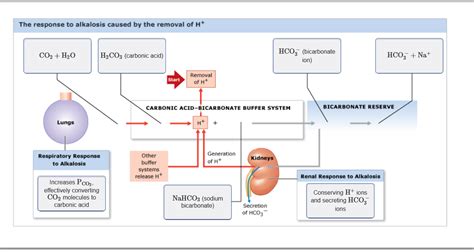 Solved The Response To Alkalosis Caused By The Removal Of H Chegg