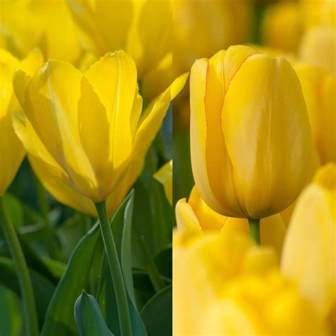 Tulip Bulbs Item 1591 Yellow Squared For Sale Colorblends® Frozen Tulip Bulbs Spring