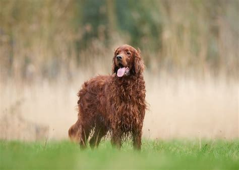 Irish Setter Dog Breed Profile Top Dog Tips