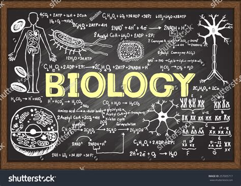 Hand Drawn Biology On Chalkboard Stock Vector Illustration 257005717