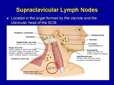 Lymph Nodes Examination Examination Of The Lymphatic System