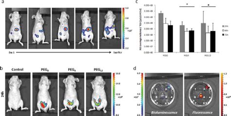 A Bioluminescence Imaging Of PC Tumor Xenografts PC Induced By IP