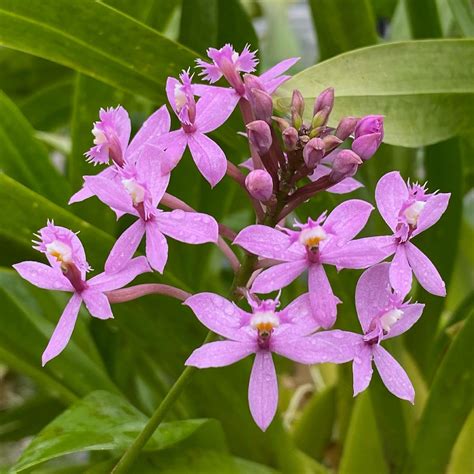 10 Popular Types Of Epidendrum Orchid Pictorial Guide