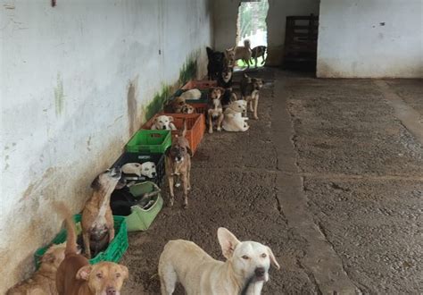 Mais De Animais Em Situa O De Maus Tratos S O Encontrados Em Ong