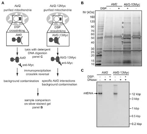 Abf2 Protein Interactions In Mitochondria A Identification Of