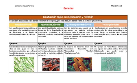 Mejor Nuevo Clasificacion De Las Bacterias Segun Su Nutricion Hot Sex