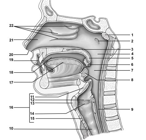 Upper Respiratory Tract Diagram Quizlet