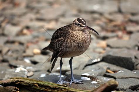 Whimbrel Numenius Phaeopus