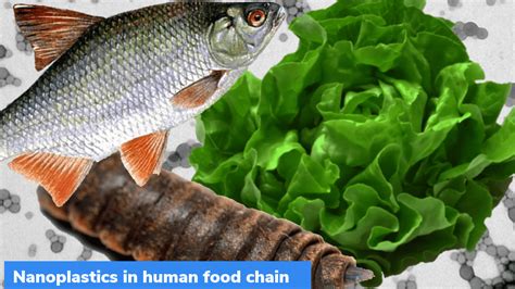 Nanoplastics in human food chain – GKToday