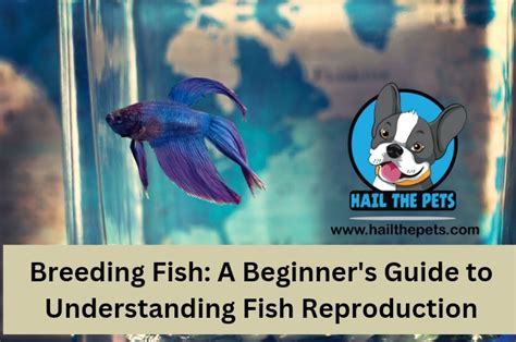 Breeding Fish A Beginners Guide To Understanding Fish Reproduction