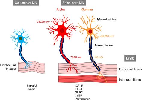 What Is Motor Neurons