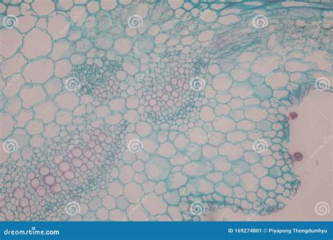 Cross-section Leaf Plant of Under the Microscope. Stock Image - Image ...