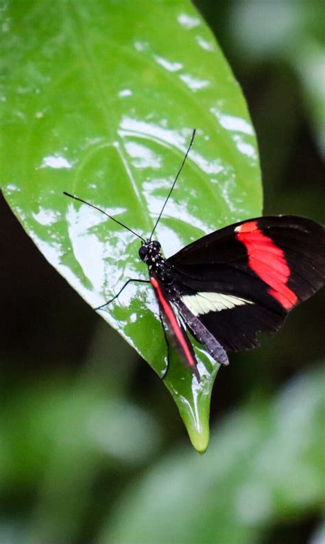 10 Tips Voor La Fortuna De Arenal Vulkaan In Costa Rica