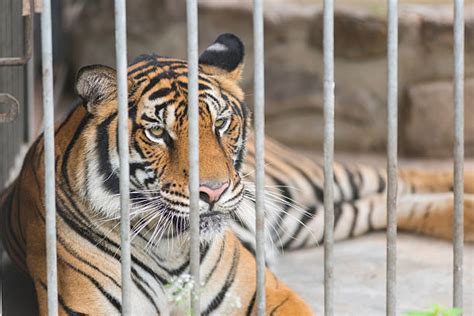 Tiger Cage Stock Photos Pictures And Royalty Free Images Istock