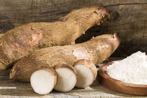 Manihot Esculenta Cassava Yuca Manioc Mandioca Brazilian Arrowroot