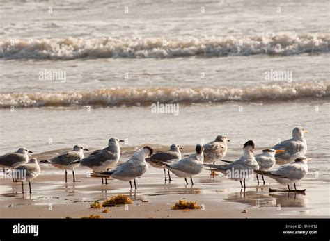 Texas, Padre Island. Shore birds in Padre Island National Seashore Stock Photo - Alamy