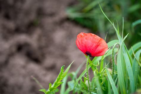 Flower Poppy Seed Opium Free Stock Photo Public Domain Pictures