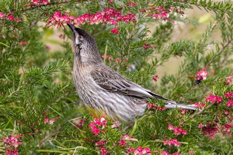 Red Wattle Bird Stock Photo Image Of Anthochaera Wildlife 253388130