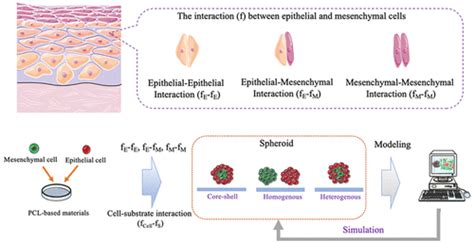 PCL Blended Chitosan Substrates For Patterning The Heterotypic Cell