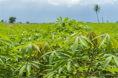 Cassava Plantation Farm In A Farm Stock Image Image Of Nature Industry 141823639