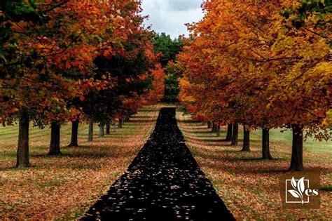 Tree Lined Driveway Beautiful Trees To Liven Up Your Driveways