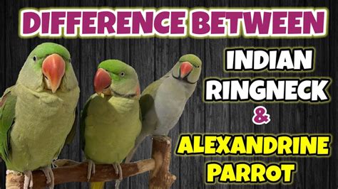 Alexandrine Parrot Vs Indian Ringneck